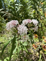 Asclepias perennis