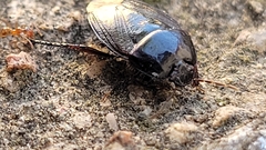 Macroscytus brunneus