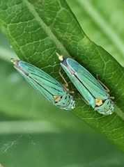 Graphocephala atropunctata