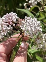 Asclepias perennis