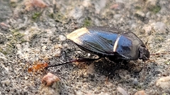 Macroscytus brunneus