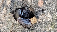 Macroscytus brunneus