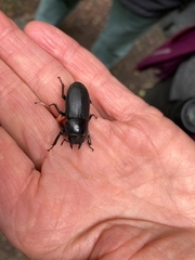 Dorcus