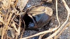 Macroscytus brunneus