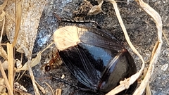 Macroscytus brunneus