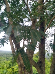 Parkia biglobosa