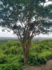 Parkia biglobosa