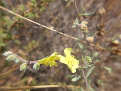Helianthemum stipulatum