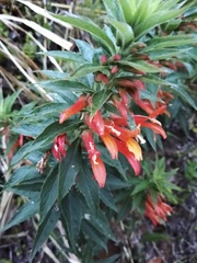 Lobelia laxiflora