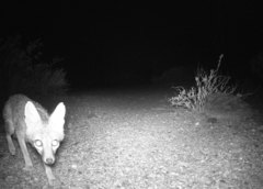 Vulpes macrotis macrotis