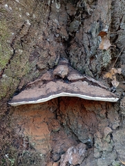 Ganoderma australe