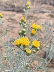 Hymenopappus filifolius pauciflorus
