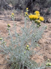 Hymenopappus filifolius pauciflorus