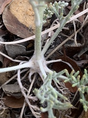 Hymenopappus filifolius pauciflorus