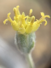 Hymenopappus filifolius pauciflorus