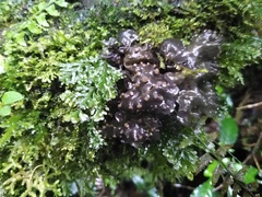 Pseudocyphellaria dissimilis