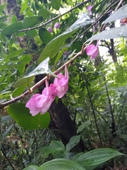 Drymonia conchocalyx