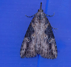 Hypena humuli