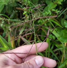 Paspalum paniculatum image