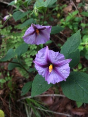 Lycianthes ciliolata
