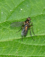 Dolichopus ungulatus