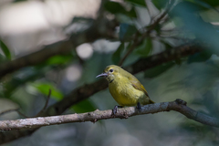 Anthreptes reichenowi