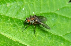 Dolichopus ungulatus