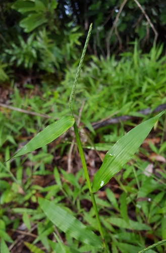 Paspalum nutans