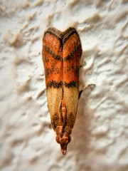 Plodia interpunctella