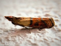 Plodia interpunctella