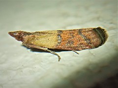 Plodia interpunctella