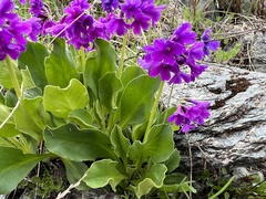 Primula latifolia