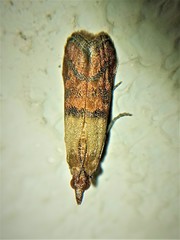 Plodia interpunctella