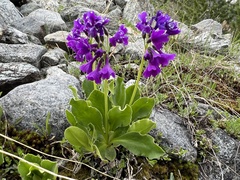 Primula latifolia