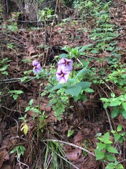 Lycianthes ciliolata