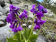 Primula latifolia