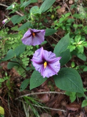 Lycianthes ciliolata