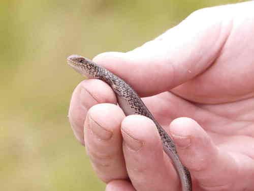 Trachylepis capensis