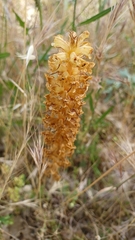 Orobanche amethystea amethystea