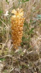 Orobanche amethystea amethystea