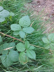 Rubus hadracanthos
