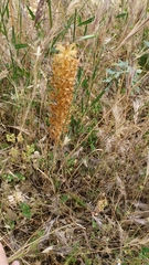 Orobanche amethystea amethystea