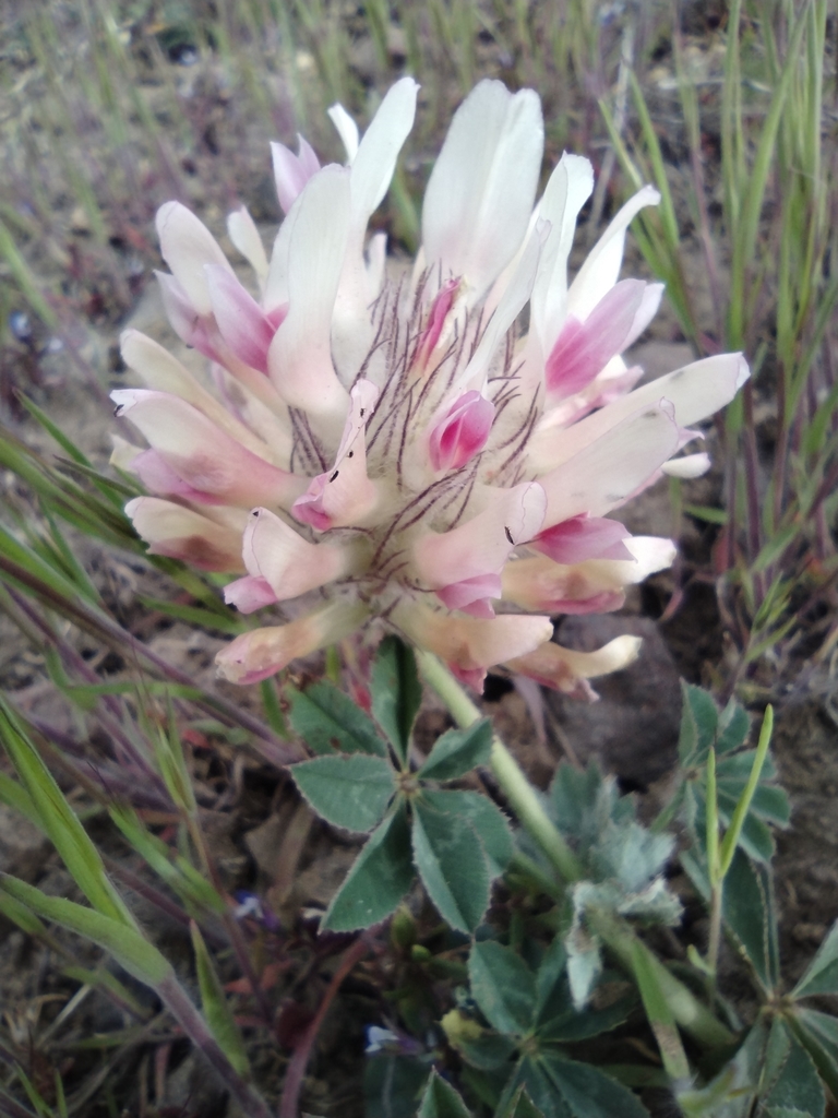CLOVER♣️HEAD bighead clover (Trifolium macrocephalum) · iNaturalist