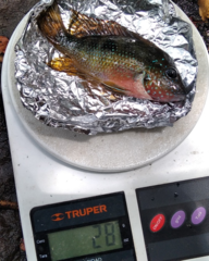 Thorichthys maculipinnis