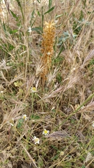 Orobanche amethystea amethystea
