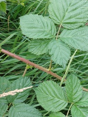 Rubus hadracanthos