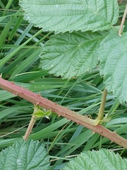 Rubus hadracanthos