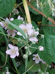 Rubus hadracanthos