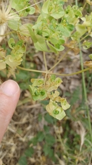 Euphorbia falcata