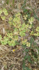 Euphorbia falcata